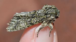 Copivaleria grotei – Grote's Sallow Moth.jpg
