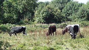 Cranebank cows