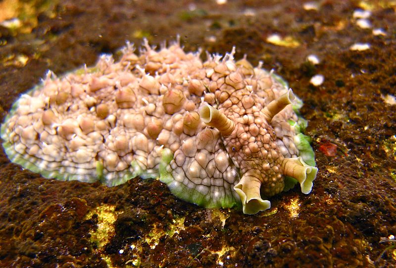 Dolabrifera brazieri