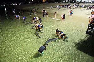 Dolphin Feeding at Tangalooma Resort, Moreton Island