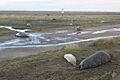 Donna Nook Seals and Warning Sign - geograph.org.uk - 761157
