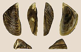 Dreissena polymorpha 01