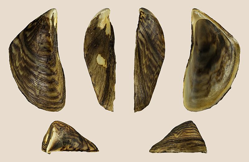 Dreissena polymorpha 01