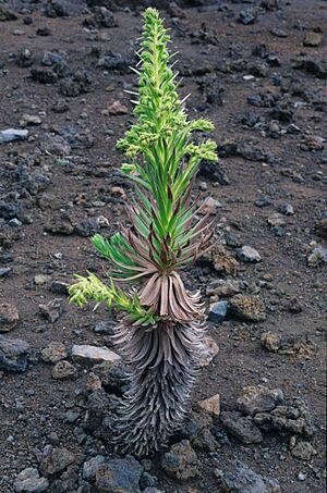 Dubautia silversword hybrid