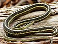 EasternRibbonSnake