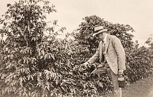 Eduard Paulig studerar kaffebuskar på en kaffeplantage 1927 SLSA 1232-5 foto 1