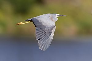 Egretta novaehollandiae in flight - Gould's Lagoon