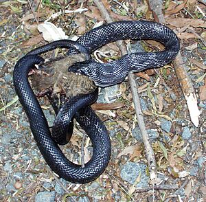 Elaphe obsoleta obsoleta 004
