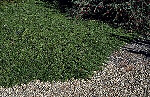 Eremophila biserrata habit