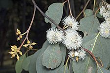 Eucalyptus camphora subsp. humeana flowers