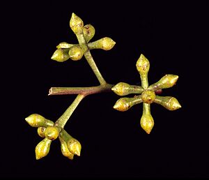 Eucalyptus dunnii buds