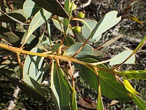 Eucalyptus extrica leaves