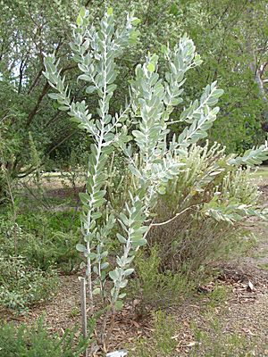 Eucalyptus tetragona1