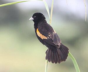 Euplectes axillaris, Linunga, Birding Weto, a.jpg