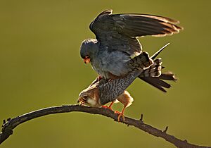 Falco vespertinus 4 (Martin Mecnarowski)