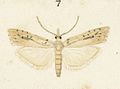 Fig 7 MA I437623 TePapa Plate-XXIV-The-butterflies full (cropped)