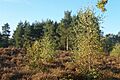 Fir Trees on heathland - geograph.org.uk - 629499