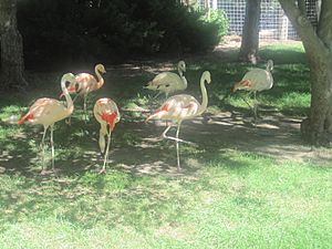 Flamingos at Lee Richardson Zoo, Garden City, KS IMG 5915