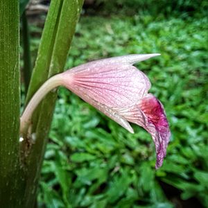 Flower of a fingerroot (side view)