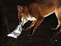 Fox with food bag