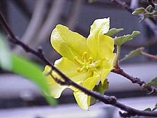 Fremontodendron californicum2