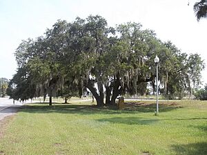 GA Brunswick Lanier Oak01