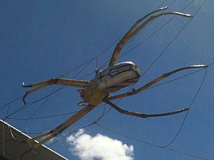 Giant spider Museum of Trop Queensland