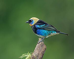 Golden-hooded tanager Facts for Kids