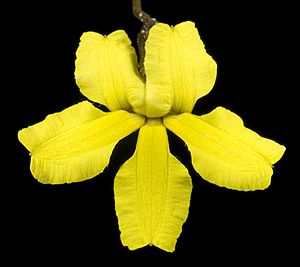 Goodenia concinna - Flickr - Kevin Thiele.jpg