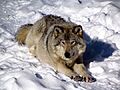 Gray Wolf, Omega Park, QC