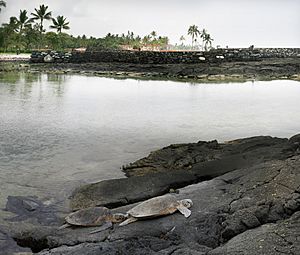 Green turtles at an old lava flow and Hawaiian temple at background