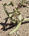 Grusonia marenae
