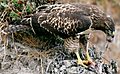Hawk eating prey (cropped)