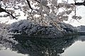 Hikone-Castle-canal-cherry-blossom-2018-Luka-Peternel