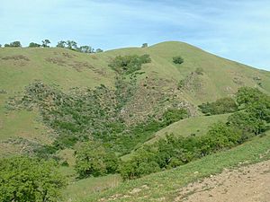 Hillside in Sunol Regional Wilderness
