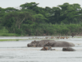 Hippos in Burundi