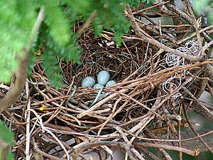 House Crow eggs I IMG 1890