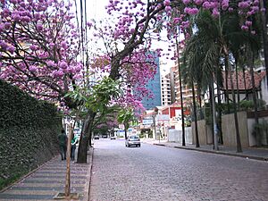 Ipês lilás na coronel quirino cambuí 002