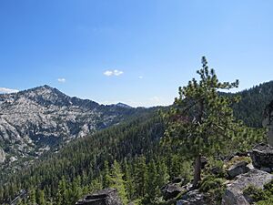 Jeffrey Pine