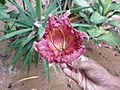 Kigelia africana -flower