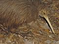 Kiwi bird in Christchurch, New Zealand, 2002-01-01