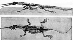 Large williston champsosaurus.jpg