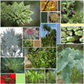 Leaf Varieties (15 sp)