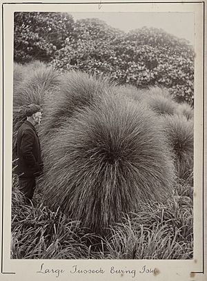 Leonard Cockayne studying a sub-antarctic tussock grass.jpg