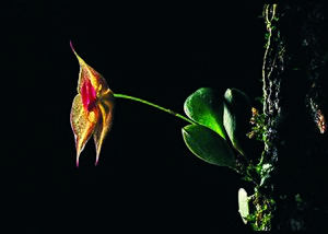 Lepanthes johnsonii.jpg