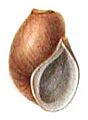 Leptoxis taeniata shell 4
