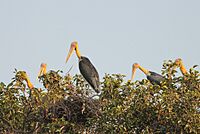 Lesser Adjutants with its nesting at Nehra, Darbhanga, Bihar