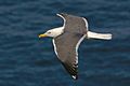 Lesser black backed gull in flight