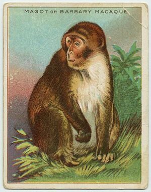 Magot or Barbary Macaque