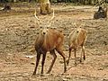 Male and young Bawean deer (Axis kuhli) is an endemic fauna on Bawean Island. 02.jpg